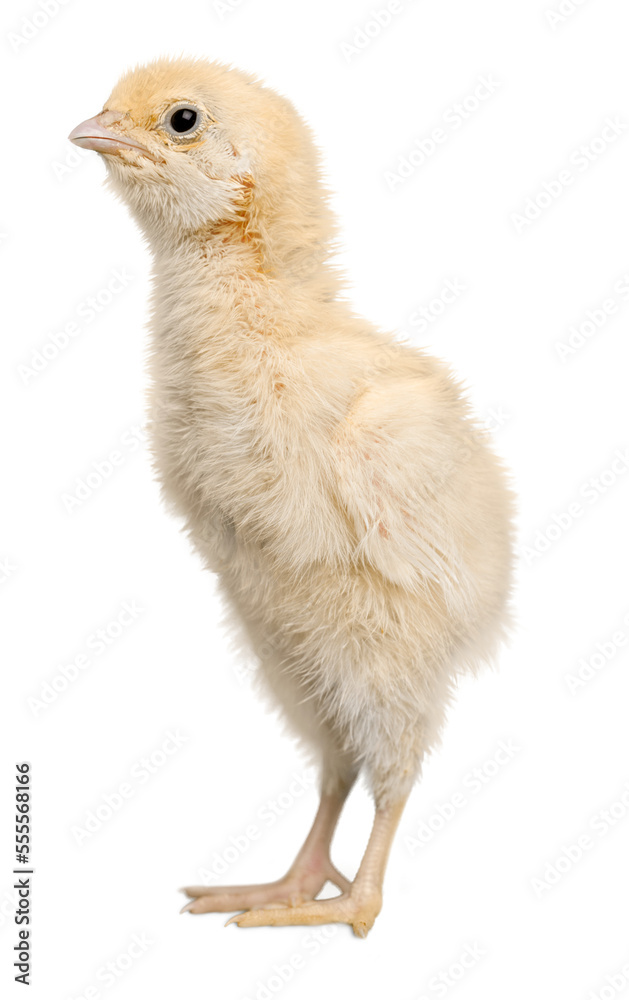 Chick - Baby Chicken