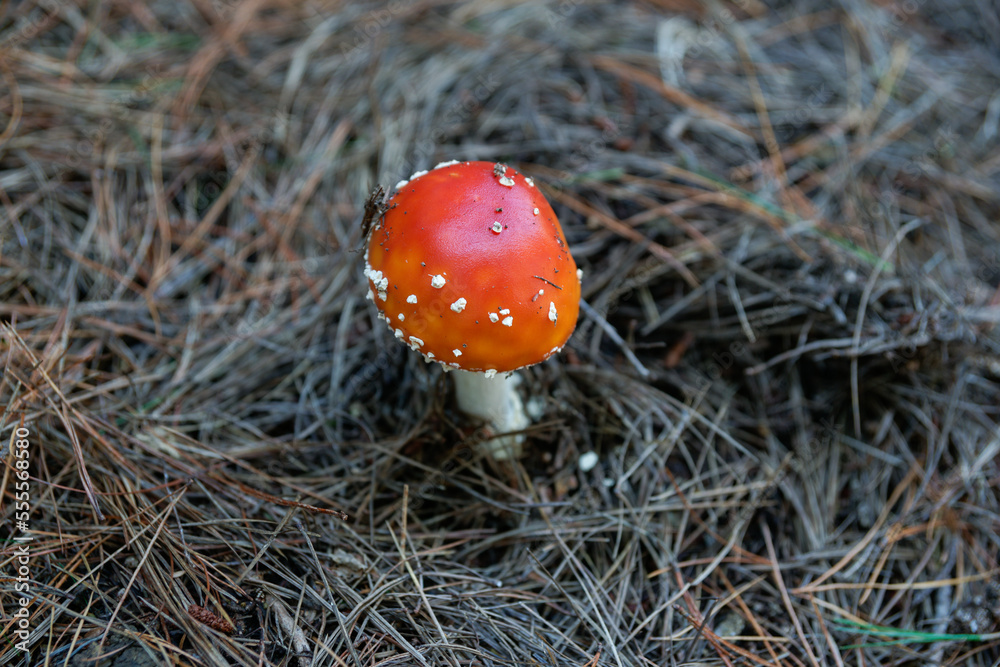 Bright orange and white fly agaric mushroom among pine needles on forest floor Bright orange and white fly agaric mushroom among pine needles on forest floor