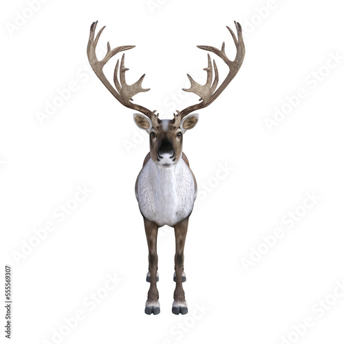 3d deer isolated on white