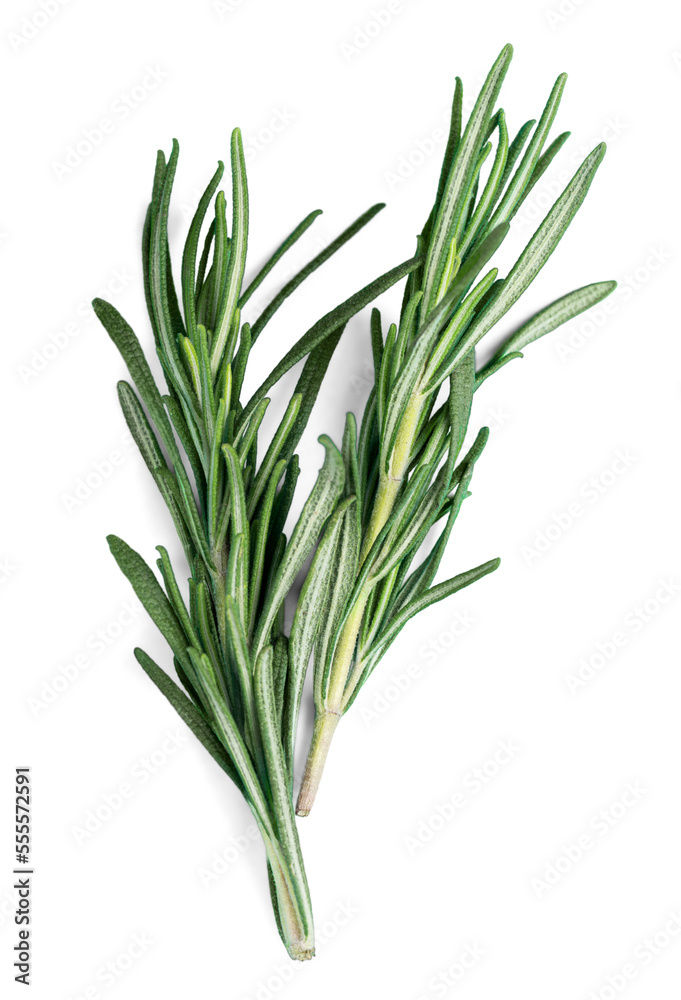 Fototapeta premium Fresh green aroma rosemary leaves