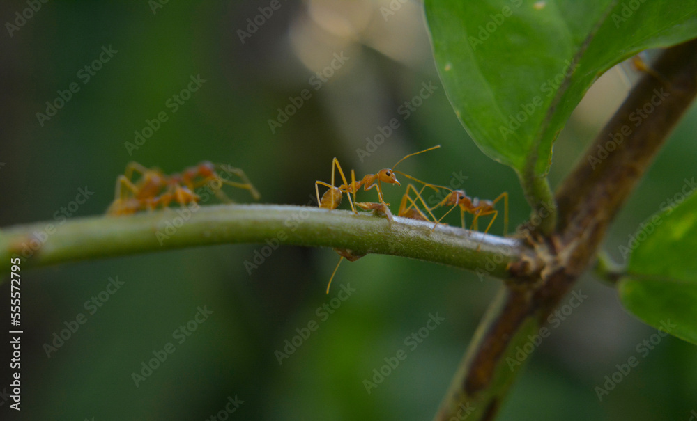 Ants are red ants walking. on the green leaf Ants are red ants walking. on the green leaf