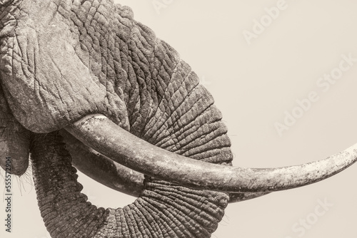 Close up of an Elephants (loxodonta africana)  tusk and trunk. Black and White.
