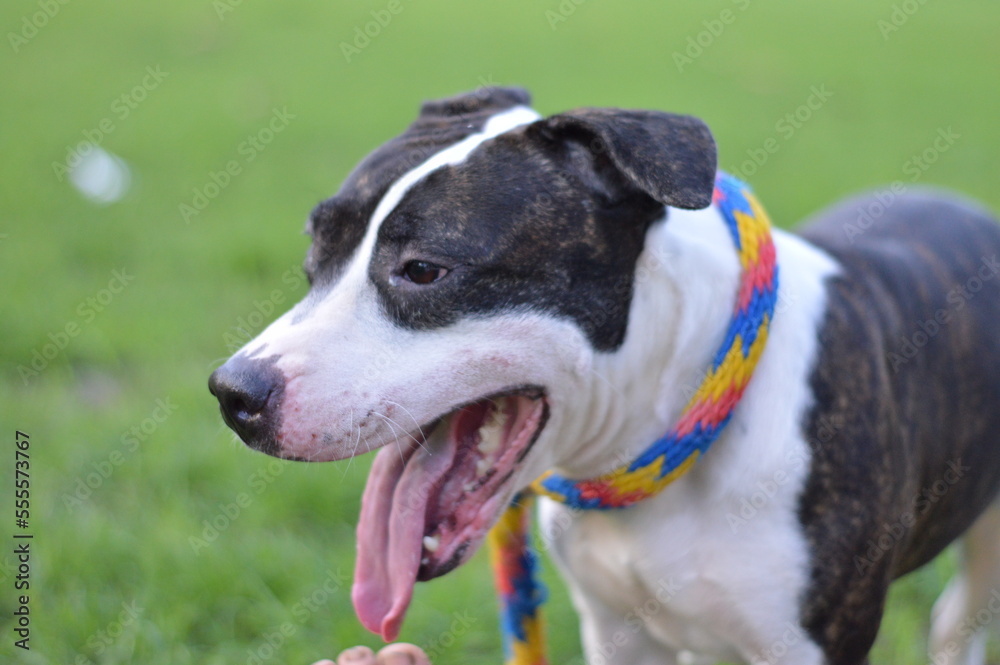 perro de raza pigbull con collar de colores y fondo de pasto