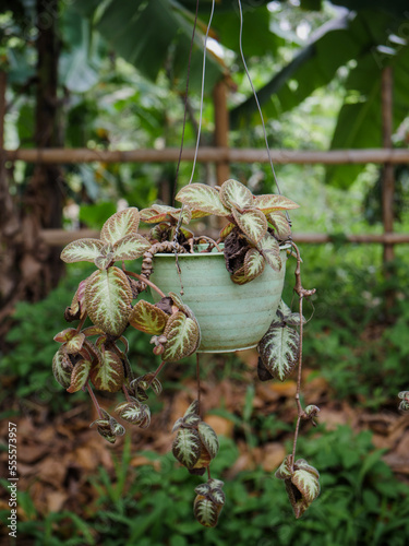 The Episcia cupreata plant hangs in a pot. Nature background photo