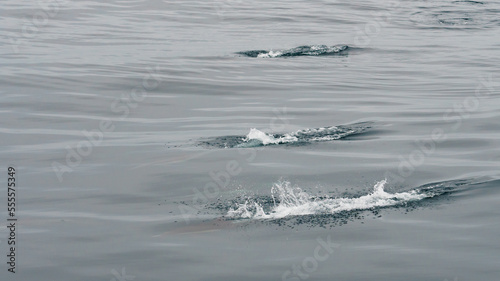 Dolphins swimming and playing off the California coast in the Pacific Ocean