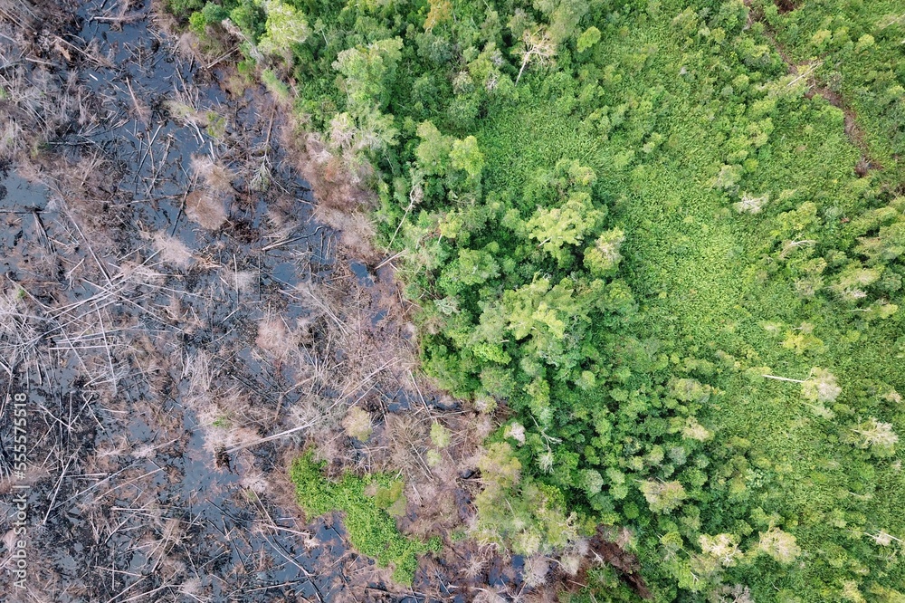 Burned peat forest in Borneo, Indonesia