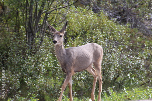 deer in the woods