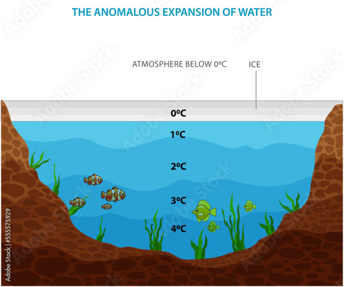 The anomalous expansion of water occurs when it expands upon cooling below 4°C, unlike most substances, causing ice to float and affecting aquatic life in cold environments