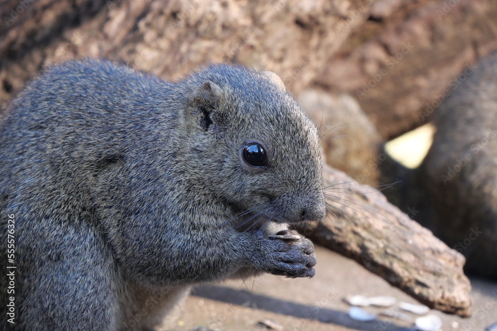 Naklejka premium 町田りす園、台湾リス、動物、放し飼い、餌付け、餌やり、手乗り、町田、東京、日本、動物園、りす、リス、りす園、台湾、たいわん、タイワンリス、小動物、ひまわりの種、ふれあい、可愛い、ハウス、家、遊ぶ、食べる、食事、美味しい、食いしん坊、もぐもぐ、庭、昼寝、もふもふ、ふわふわ、