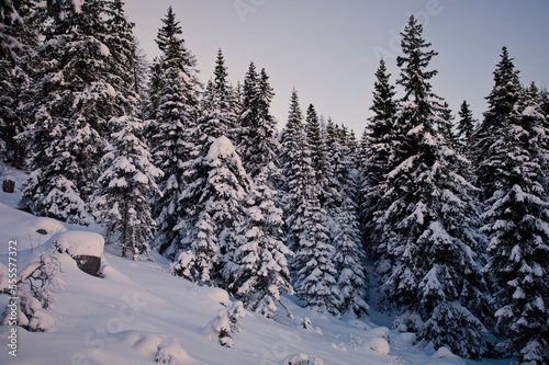 Beautiful coniferous forest in wintertime