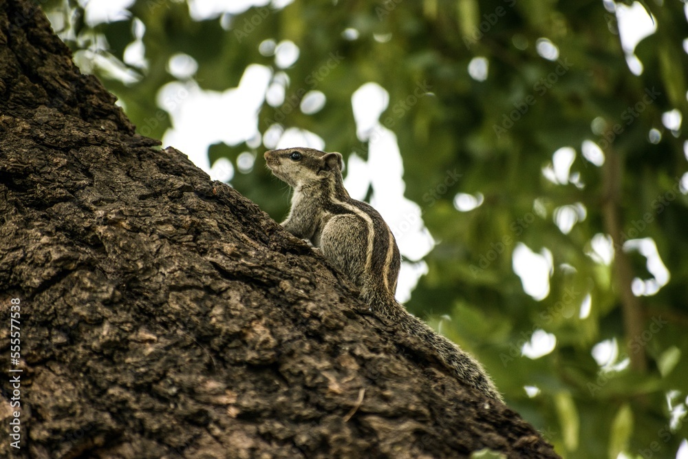 Obraz premium squirrel on tree