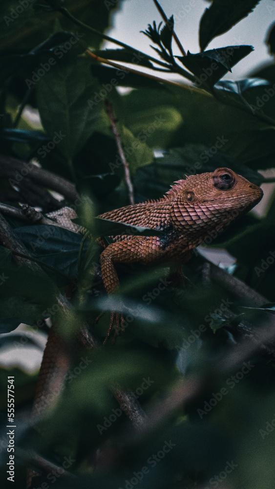 Fototapeta premium Chameleon