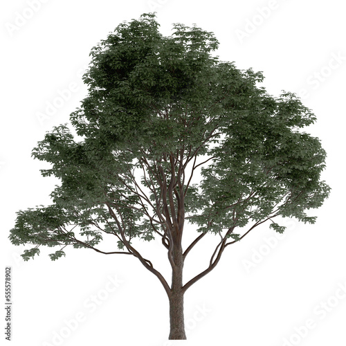 paperbark maple on isolated empty background