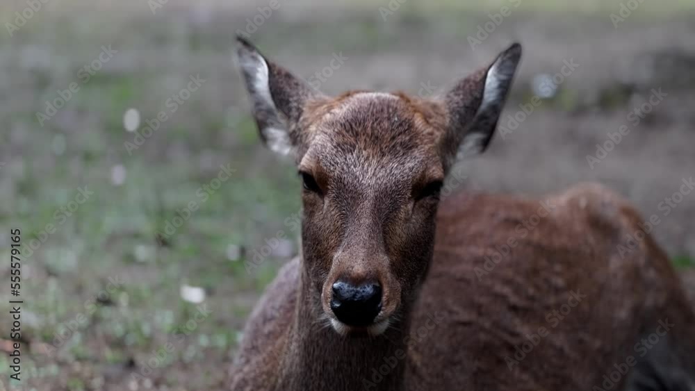 Resting Sika Deer Portrait From Front, Close Up, Nara, Japan Resting Sika Deer Portrait From Front, Close Up, Nara, Japan