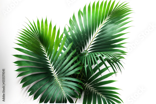 palm tree's green leaves, isolated on a white backdrop. Generative AI © 2rogan