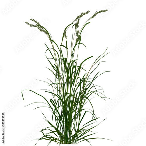 field grass plants on isolated empty background