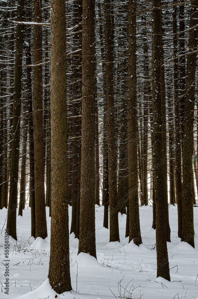 Obraz premium 557-13 Spruce Forest Snow