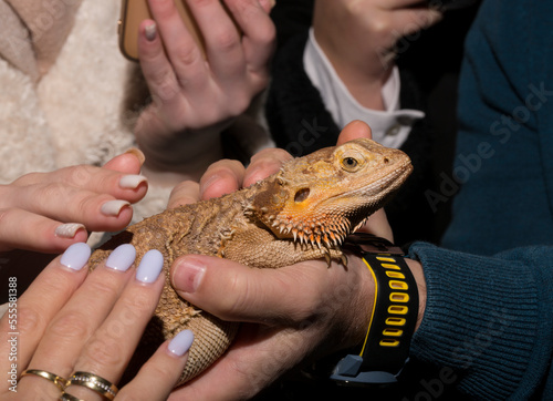 Central bearded dragon (Pogona vitticeps) is a species of agamid lizard. Petting zoo, tactile connection of people with animals.