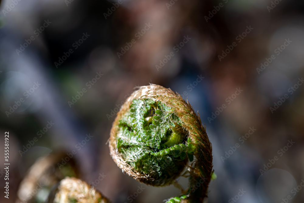 Dryopteris filix-mas flower growing in forest Dryopteris filix-mas flower growing in forest