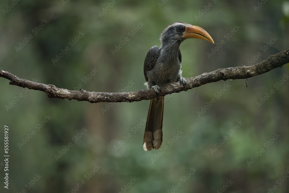 Obraz premium Most Beautiful Malabar grey hornbill having fruits with beautiful background at Coorg,Karnataka,India. This picture can be used as a wallpaper. 