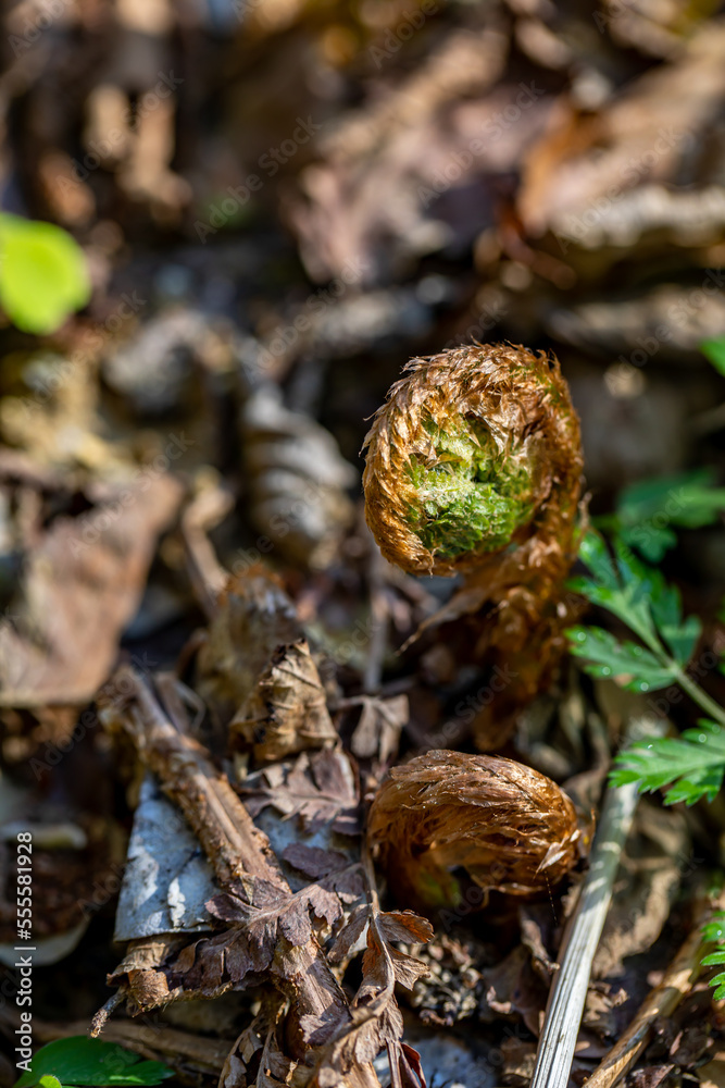 Dryopteris filix-mas flower growing in forest Dryopteris filix-mas flower growing in forest