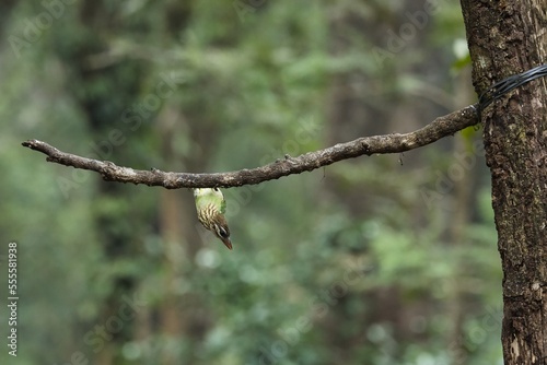 White-cheeked (small green) Barbet having fruits as food. Amazing photo  with good background. Best to watch when birds feed on their food
 photo