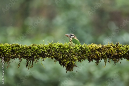 White-cheeked (small green) Barbet having fruits as food. Amazing photo  with good background. Best to watch when birds feed on their food
 photo