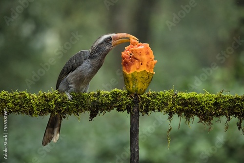 Most Beautiful Malabar grey hornbill having fruits with beautiful background at Coorg,Karnataka,India. This picture can be used as a wallpaper.
