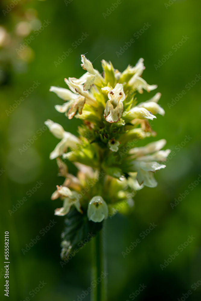 Betonica alopecuros flower growing in mountains Betonica alopecuros flower growing in mountains