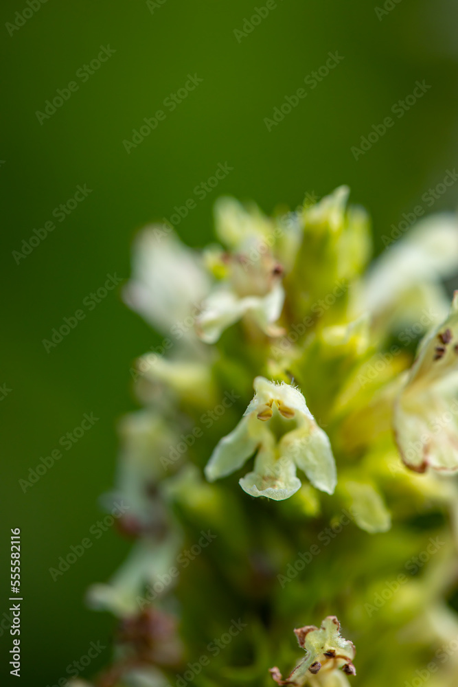 Betonica alopecuros flower growing in mountains Betonica alopecuros flower growing in mountains