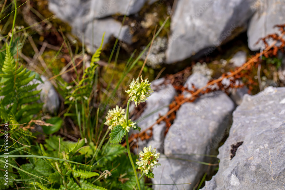 Betonica alopecuros flower growing in mountains Betonica alopecuros flower growing in mountains