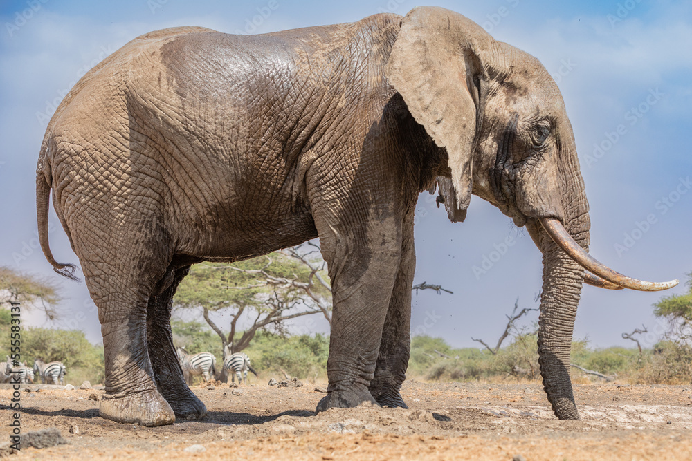 A large Elephant (Loxodonta africana) keeping cool at a waterhole in Kenya.	