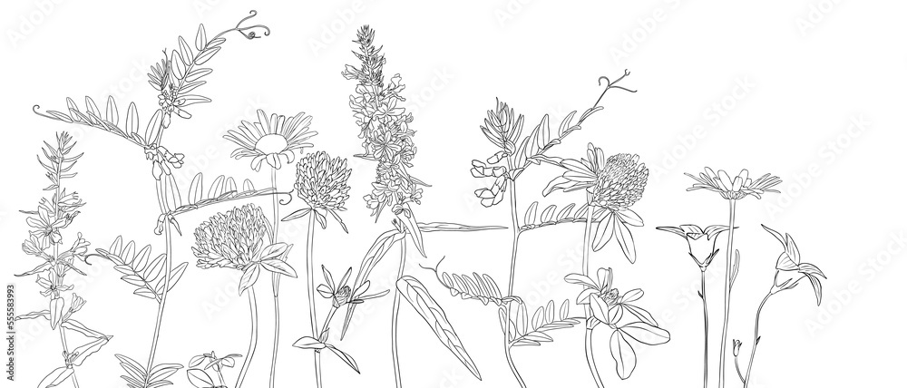 vector drawing natural background with wild flowers, flowering meadow, black and white coloring page, hand drawn illustration vector drawing natural background with wild flowers, flowering meadow, black and white coloring page, hand drawn illustration