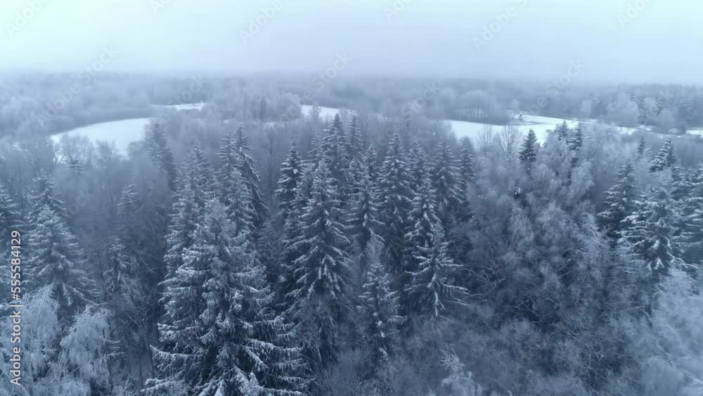 Establishing shot of winter. Forest under heavy snow. Fog in horizon. Establishing shot of winter. Forest under heavy snow. Fog in horizon.