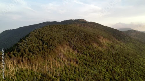 trees along the slopes of mt mitchell nc, north carolina photo