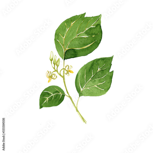 watercolor drawing flower of Alangium chinense, herb of traditional chinese medicine, hand drawn illustration