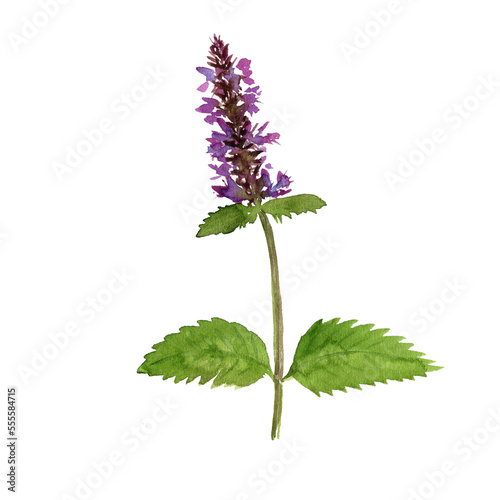 watercolor drawing flower of Korean mint, Patchouli, wrinkled giant hyssop,Agastache rugosa, herb of traditional chinese medicine, hand drawn illustration