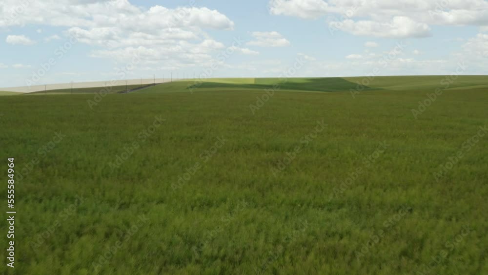 Not ripe canola plants on rolling hills of United States farm land, aerial Not ripe canola plants on rolling hills of United States farm land, aerial