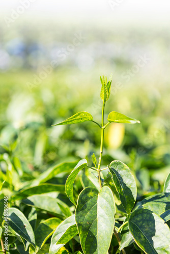 Gurmar plant or Gymnema from organic farm in north of Thailand, vegetable which help to maintain normal blood sugar levels, vertical style photo