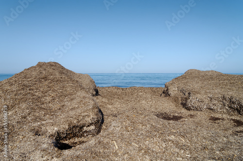 Seagrass on the beach near Moriani-Plage village in eastern coast of Corsica