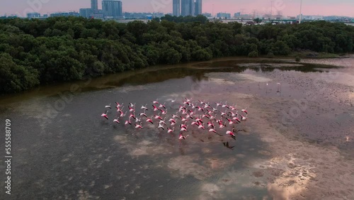 Drone flyby over a flock of pink flamingos photo