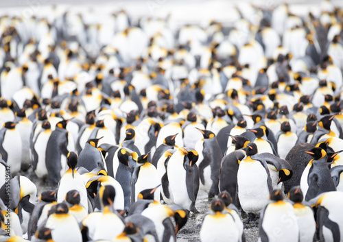 A large group of king penguins on Salisbury plain. South Georgia islands, Antarctica. photo