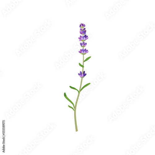 Lavender in watercolor style illustration. Beautiful purple flower  lavendar or lavander isolated on white background. Plants  botany  decoration concept for greeting cards or postcards