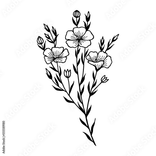 Fototapeta Naklejka Na Ścianę i Meble -  Flax, flowers. Vector stock illustration eps10. Outline, isolate on white background. Hand drawn.