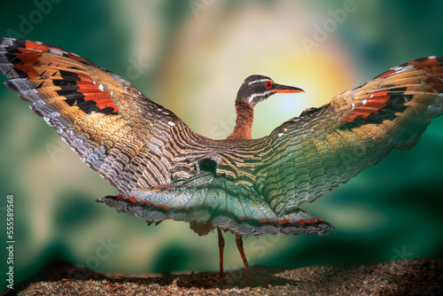 Sunbittern spreading wings
