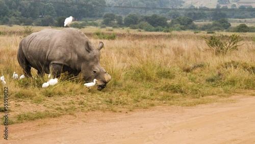 White Rhino grazing in grassland accompanied by cattle egrets by sand road