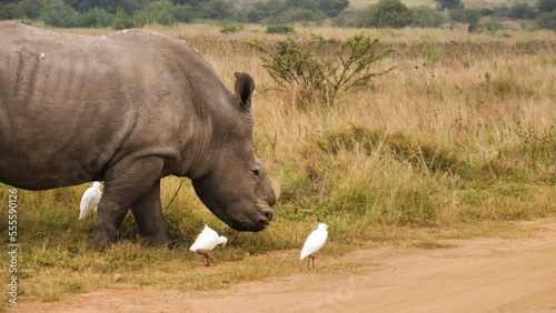 No horn rhino eating grass with cattle ergets around