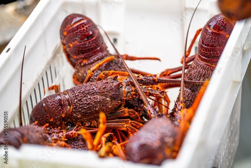 Live east coast rock lobster fishing in australia. Crayfish on a boat caught in lobster pots