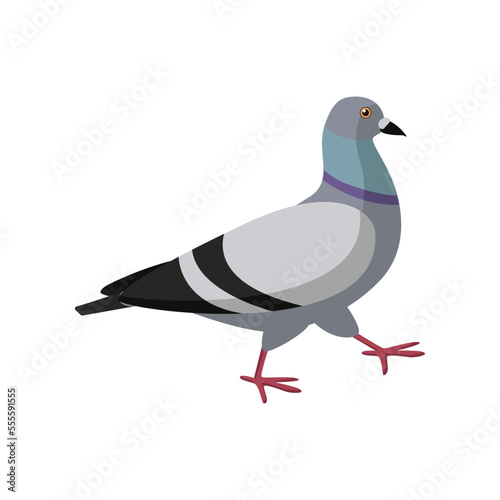 Cute colorful dove walking on white background. Pigeon cartoon illustration. Animal, flying creature, bird concept