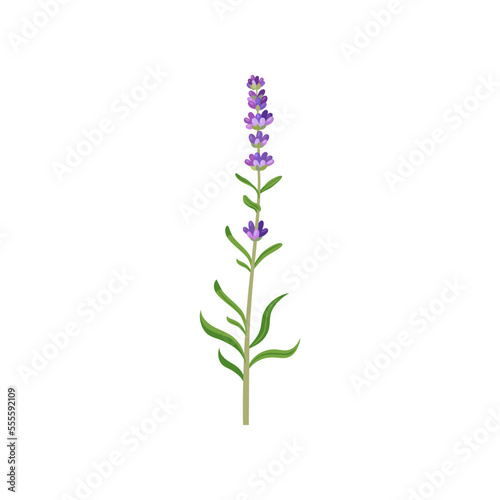 Lavender in watercolor style vector illustration. Beautiful purple flower, lavendar or lavander isolated on white background. Plants, botany, decoration concept for greeting cards or postcards